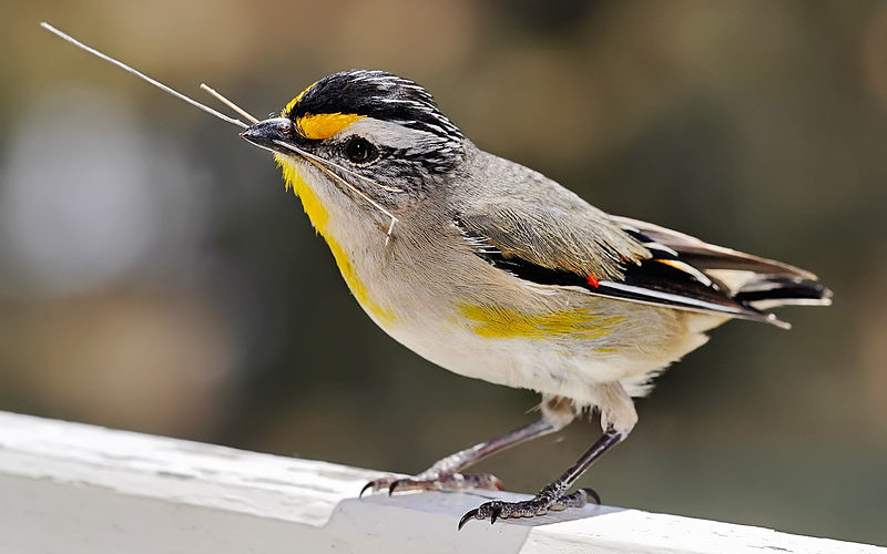 Some bird images